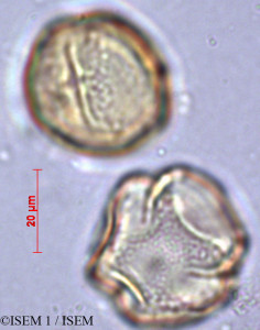 ISEM 1/Carissa_edulis_20020/Carissa_edulis_20020_0001(copy)_thumb.jpg